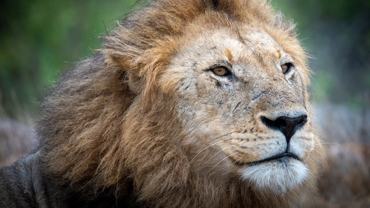 Kruger National Park | South Africa 2022