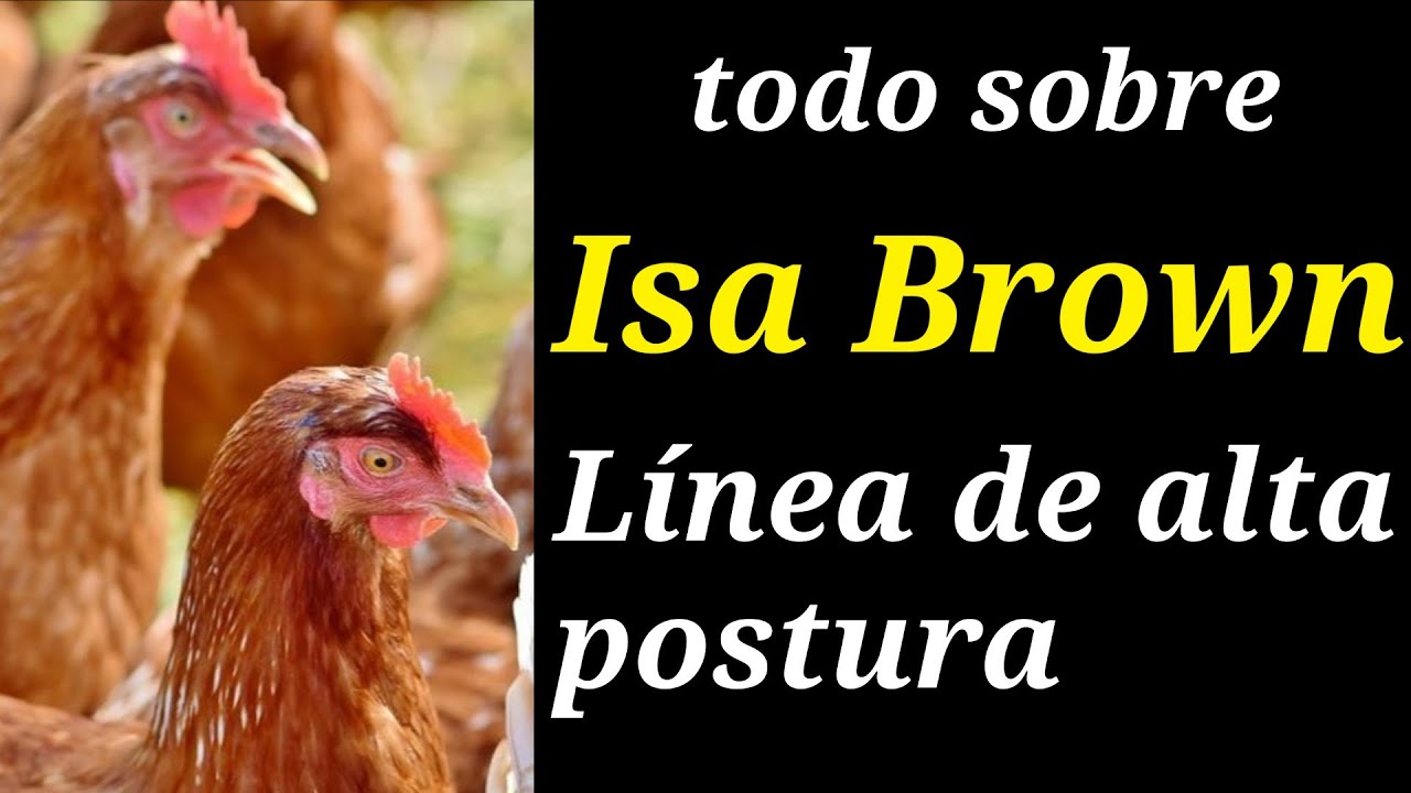 Gallina ponedora Isa Brown características, ventajas y desventajas (avicultura y agricultura)