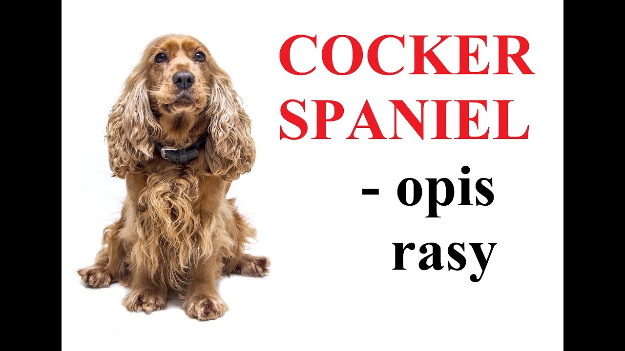 COCKER SPANIEL - OPIS RASY, charakter, zdrowie, historia, wady i zalety