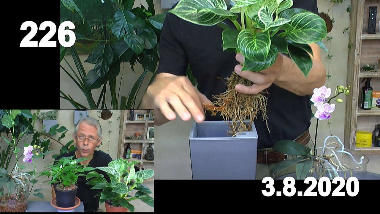 Philodendron Birkin umtopfen in das mineralische Substrat. Bonsai Buddha schneiden und Chili im Haus