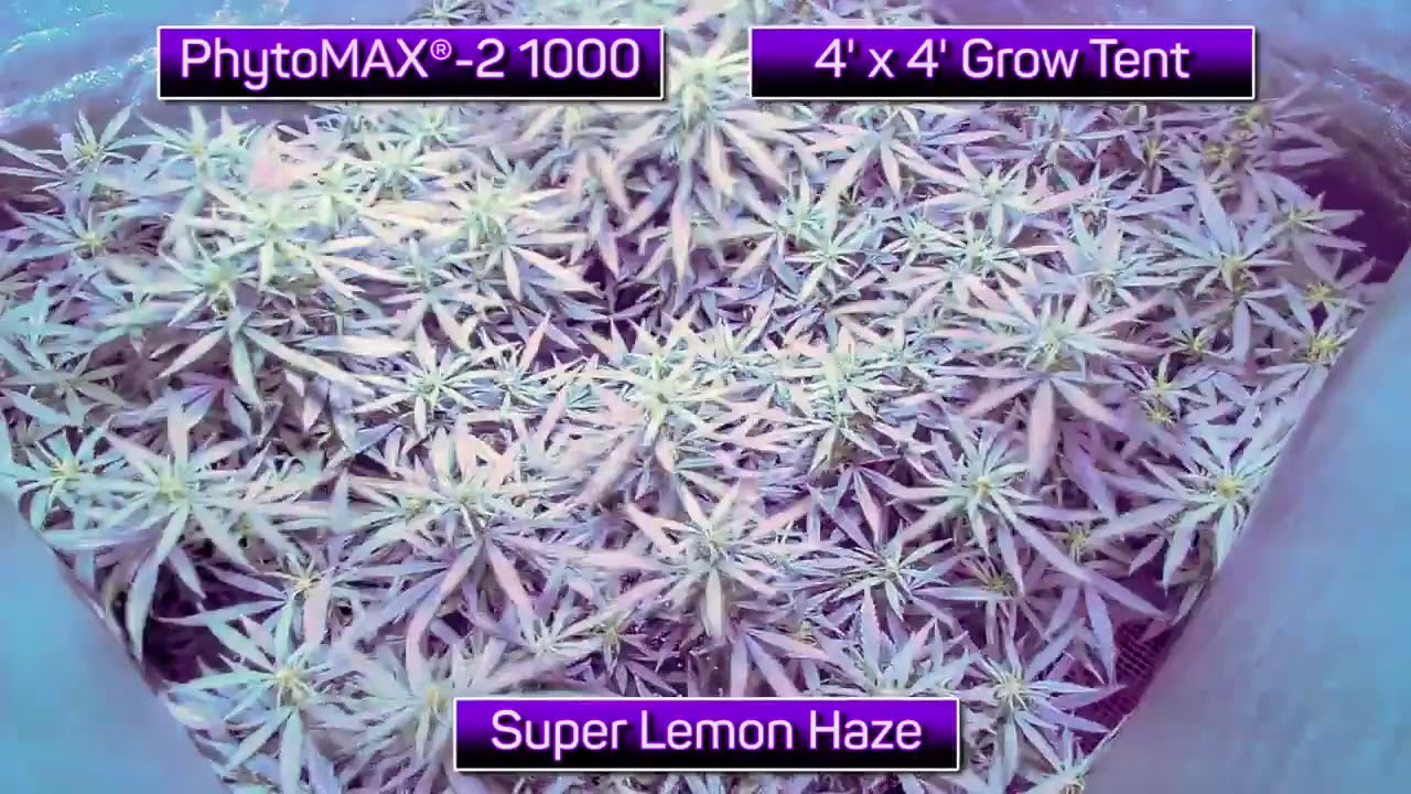 PhytoMAX -2 1000 LED Timelapse