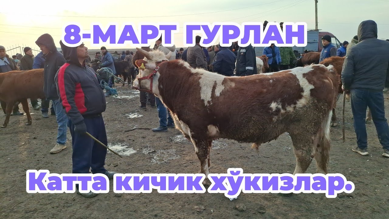 8-МАРТ (ГУРЛАН) КАТТА КИЧИК ЁШ🦬🦬🦬 ХЎКИЗЛАР НАРХЛАРИ БИЛАН ТАНИШИНГ 