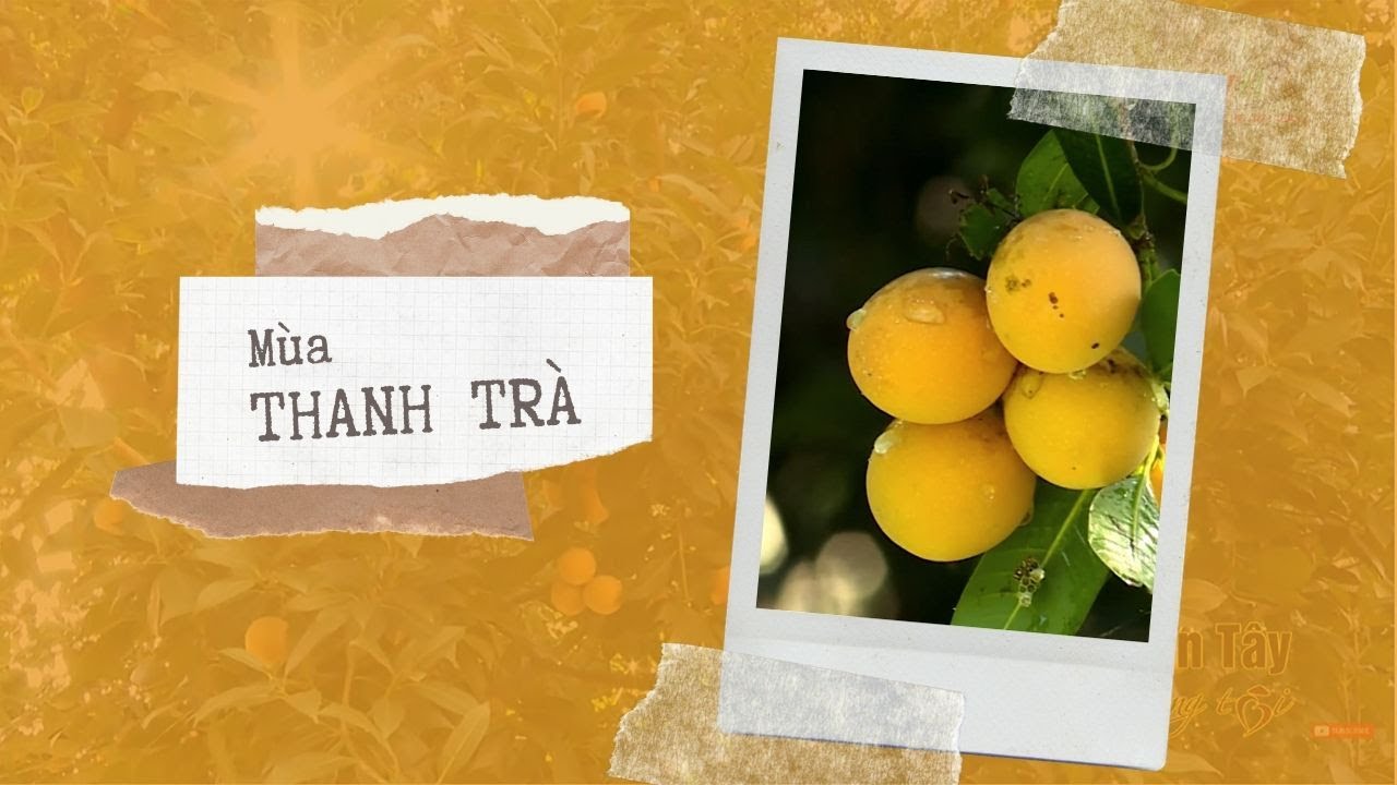 MIỀN TÂY TRONG TÔI | MÙA THANH TRÀ