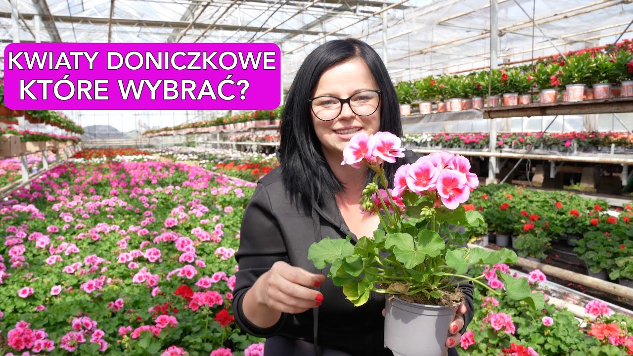 Kwiaty doniczkowe na balkon.  10 kwiatów na taras. Jak uprawiać kwiaty doniczkowe | Kasia.in