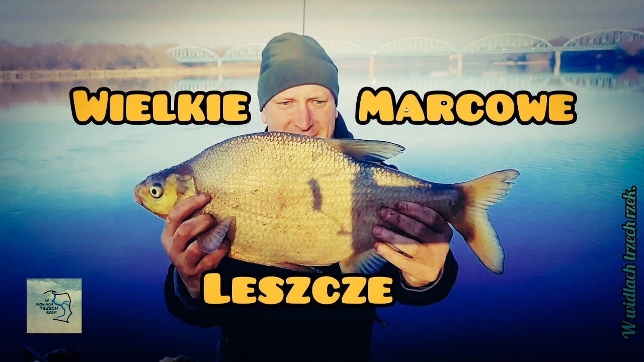 WIELKIE MARCOWE LESZCZE Z MAZOWIECKIEJ WISŁY
