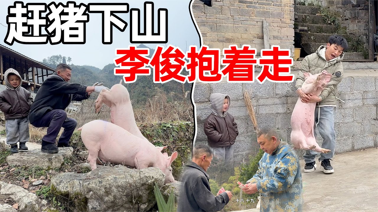 村里爷爷在山下买的猪仔，到山上养，一路赶着走，猪全程不愿意走，李俊抱也抱不动，太搞笑了