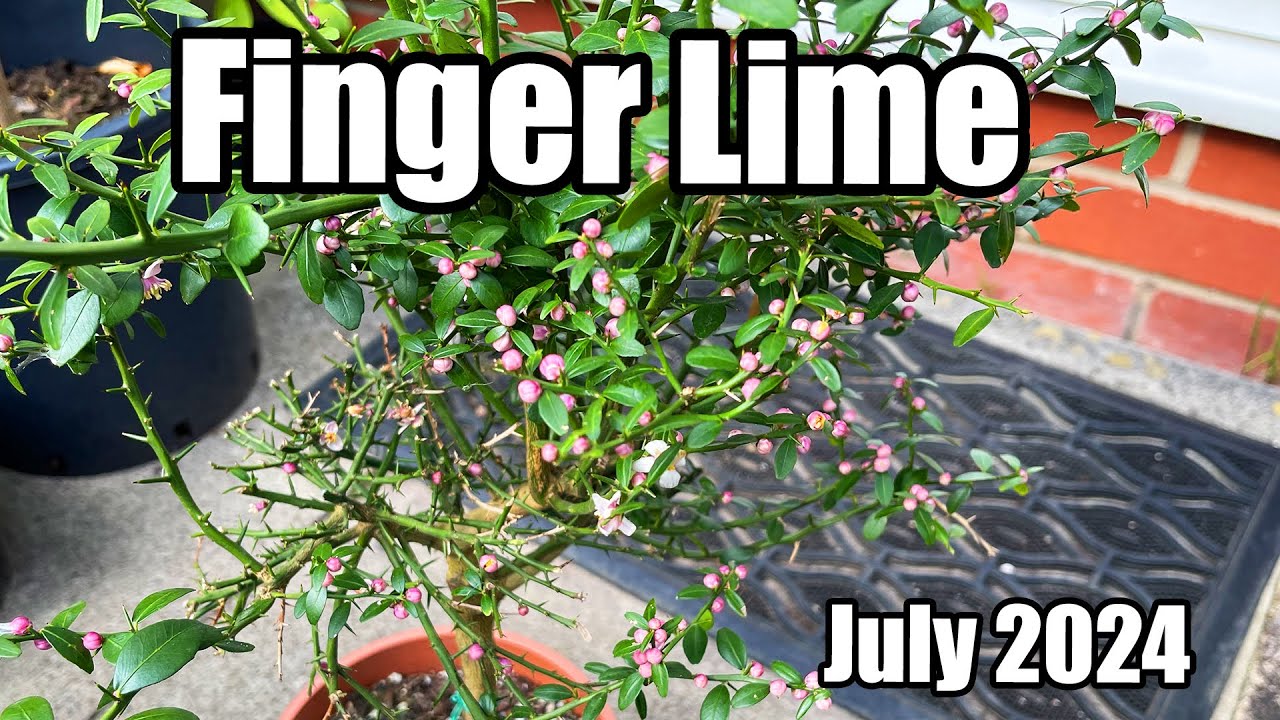 Finger Lime Tree Covered In Flower Buds & Sunrise Lime Update - July 2024