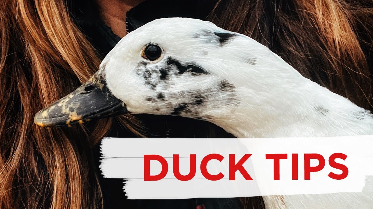 Make Life Easier (and Cleaner) with these duck keeping tips and tricks!