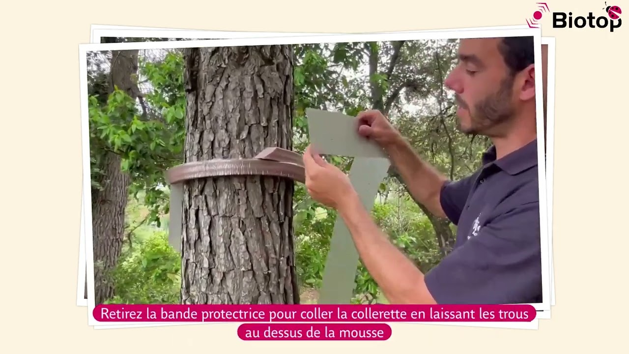 Tuto n°16 : Comment installer le écopiège contre les processionnaires du pin ?