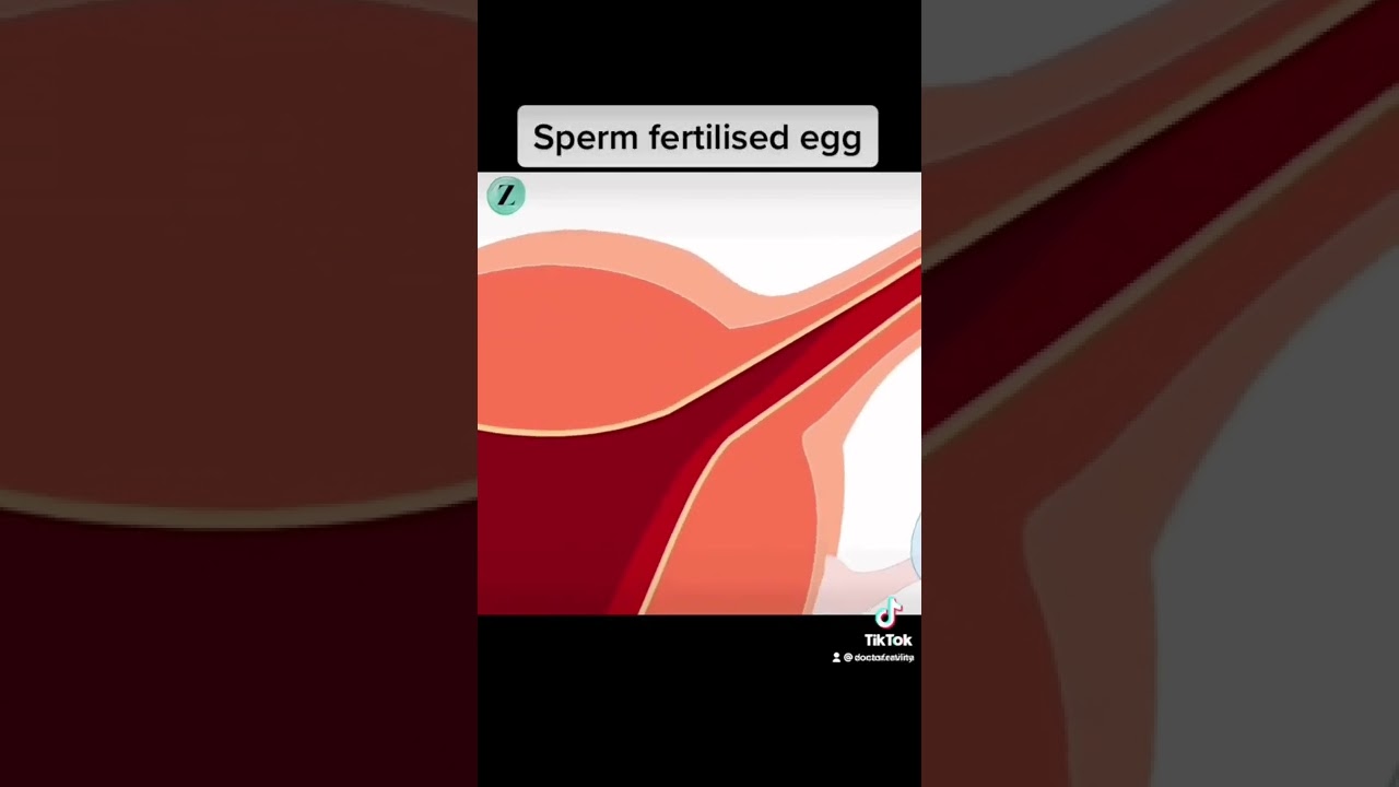 Fertilisation #uterus #fertility #fertilisation #sperm #ivf #pregnancy #womenshealth #ovaries