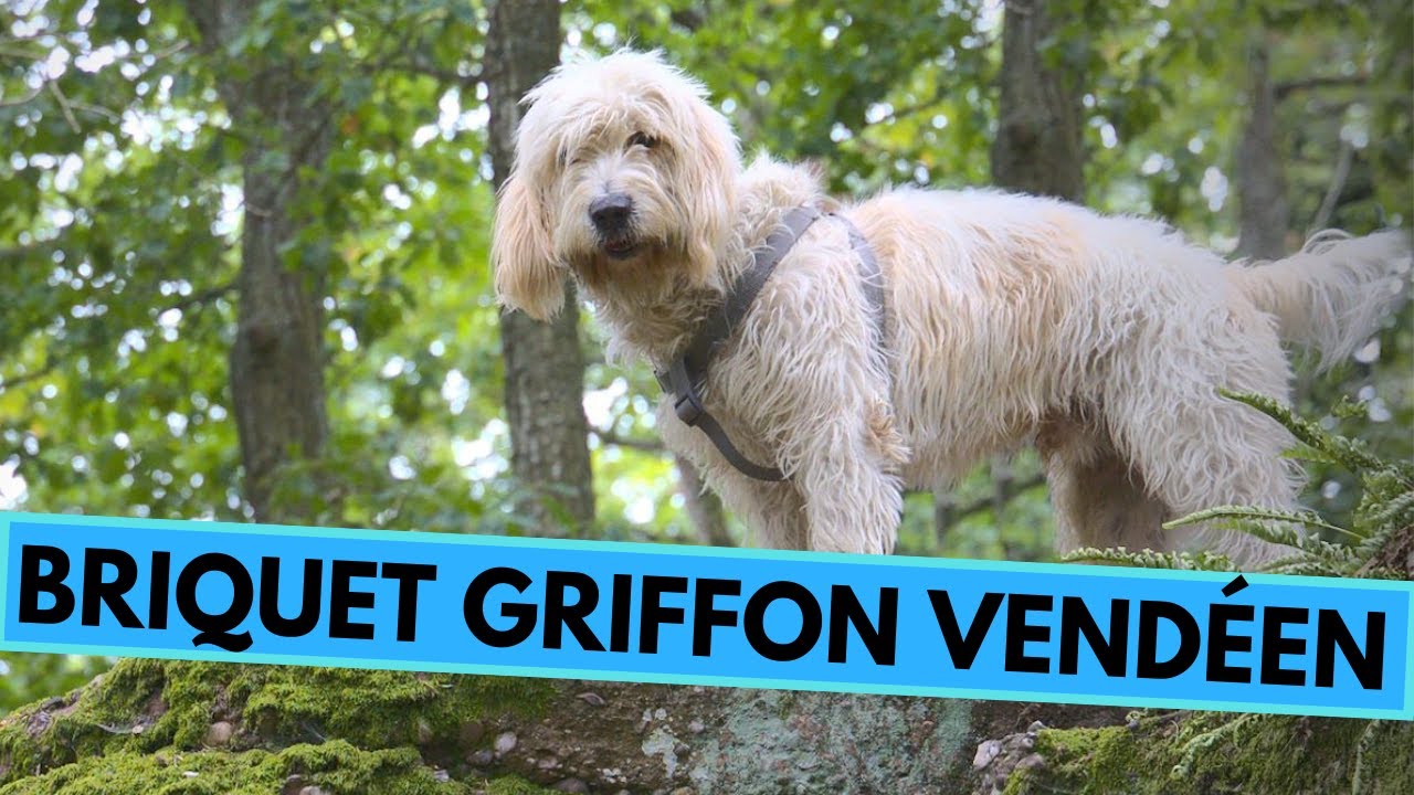 Briquet Griffon Vend&eacute;en - TOP 10 Interesting Facts