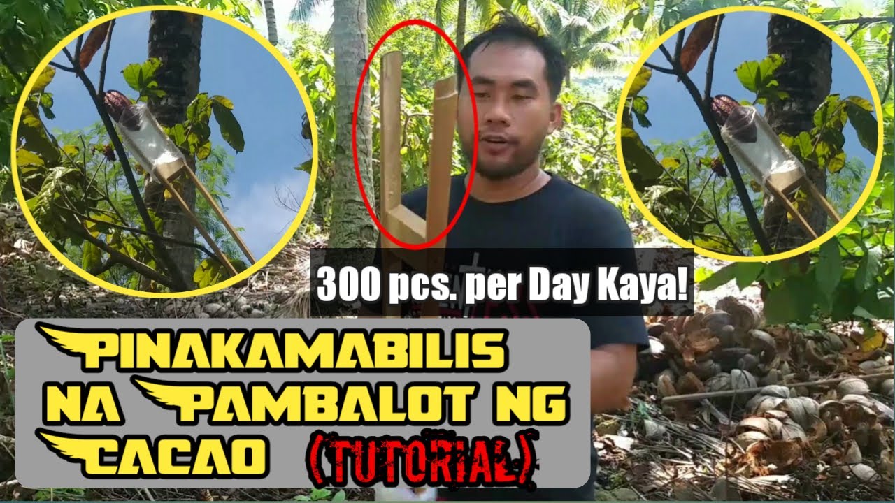 Pinakamabilis na pambalot ng cacao | DIY Tutorial | (Cacao farmers must watch)