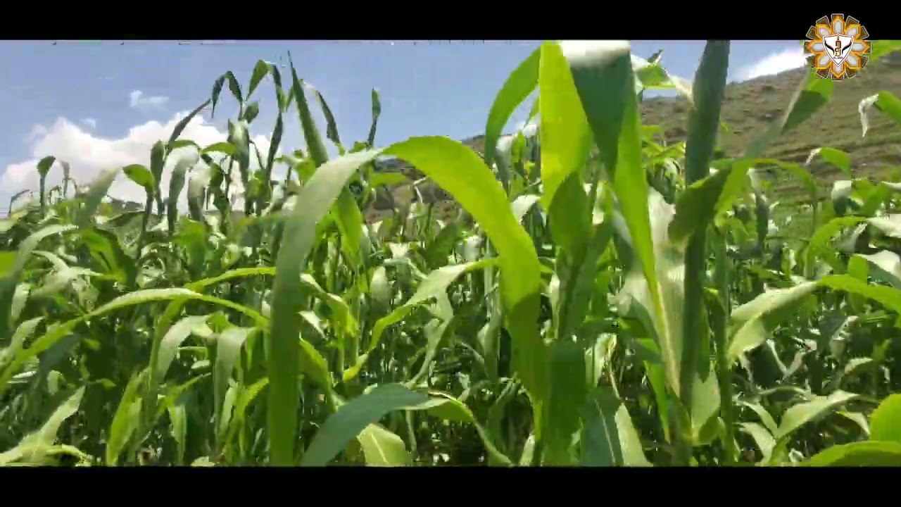 ياقلب كم لك عجائب# وخلي صقيل الترايب الفنان: اصيل ابوبكر ومناظر وادي العون قرية الأحزم# مونتاج23-24م