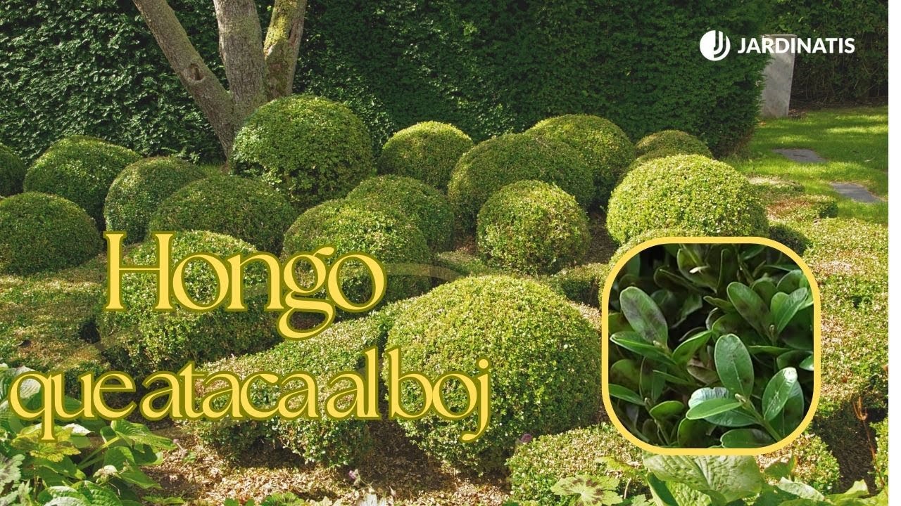 Cómo combatir el hongo que ataca al boj ¿Conoces sus consecuencias? // Jardinatis