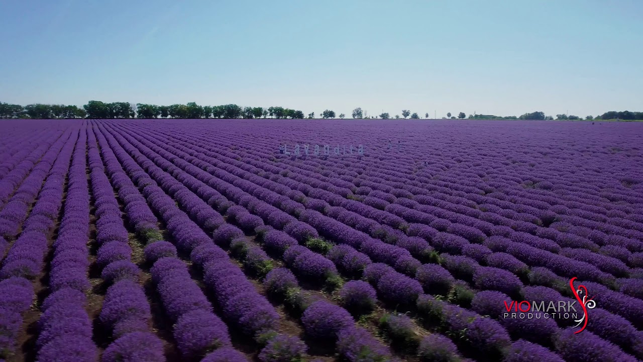 LAVANDITA 2020 | FILMARE DRONA 4K