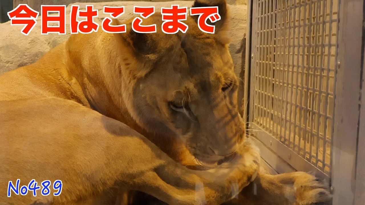 No489 今日はいっしょにおやすみ｜イトとパーチェの静かな夜　円山動物園　#lion #オリトファミリー　#zoo