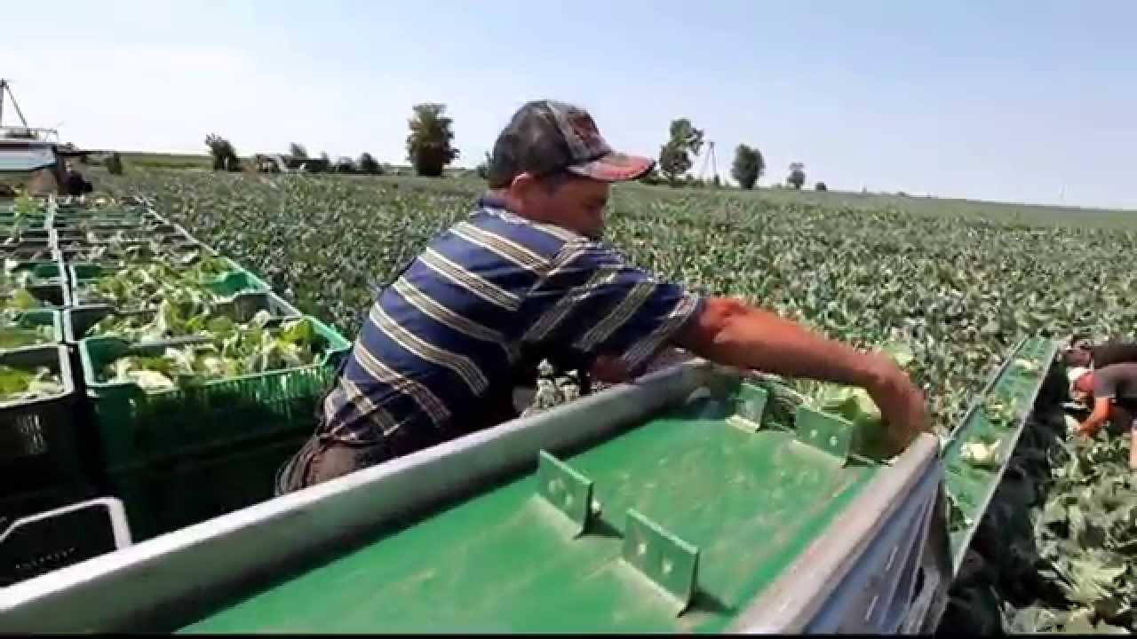 Zbiór kalafiorów w grupie Kalgrup