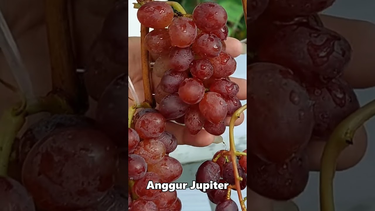 Panen anggur Ninel! Varian yang mudah berbuah & cocok untuk pemula