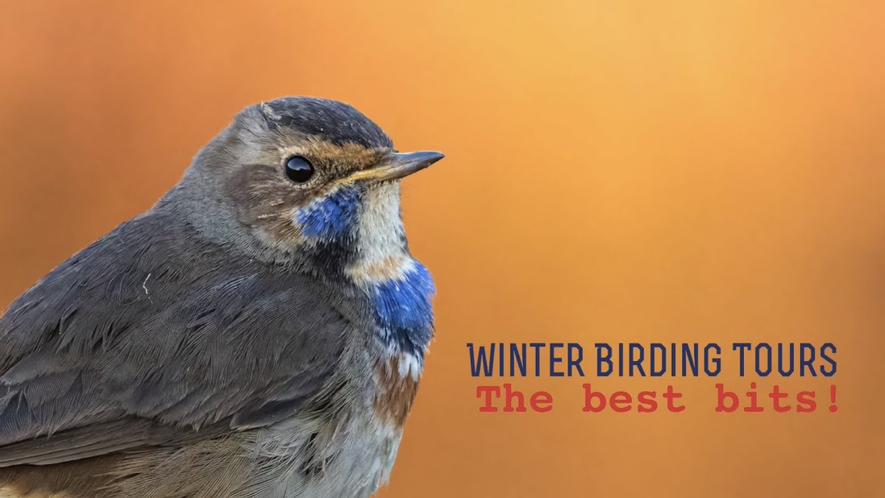 Bird watching in winter | Birding tours in Spain | Guided bird trips