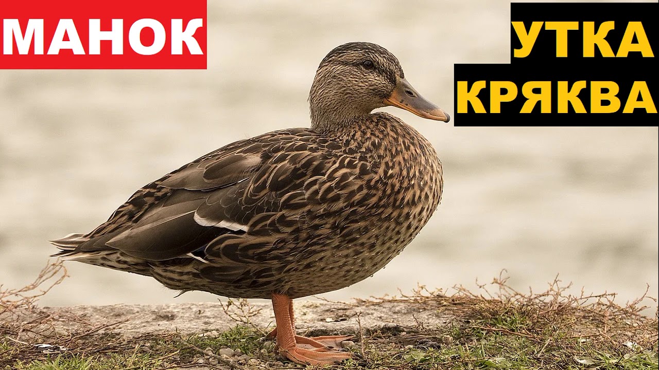 🔊ЗВУК (ГОЛОС) УТКА КРЯКВА ВЕСНА