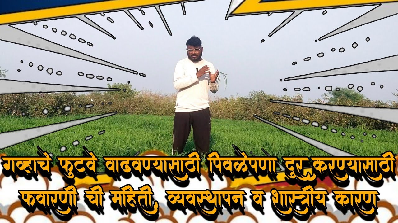 गहु पिकाचे फुटवे वाढवण्यासाठी पिवळेपणा दूर करण्यासाठी फवारणी ची महिती , व्यवस्थापन व शास्त्रीय कारण