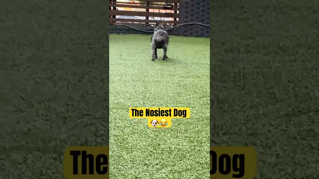 The Nosiest Dog😂🐶
