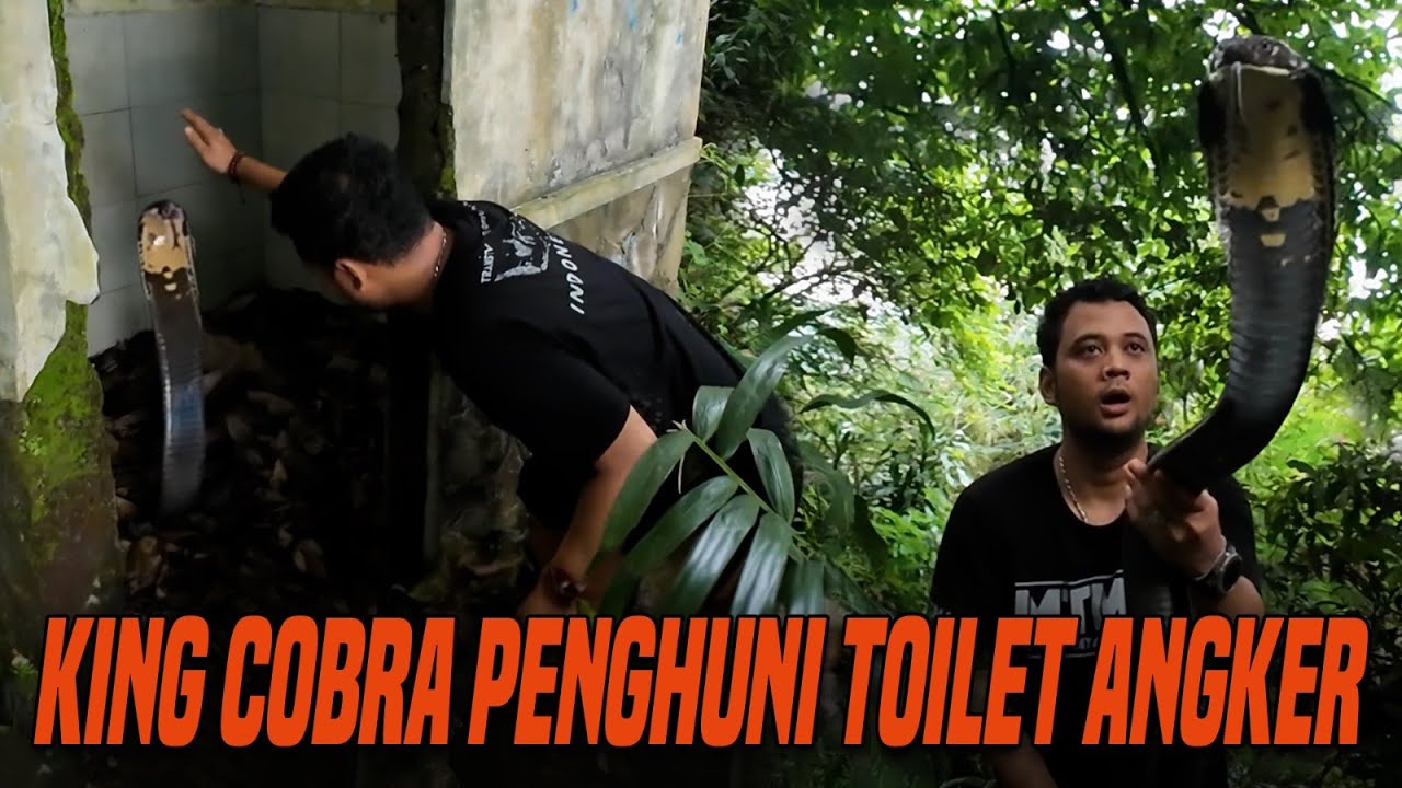 RESCUE KING COBRA PENGHUNI TOILET ANGKER DI LERENG GUNUNG SUNDA !!