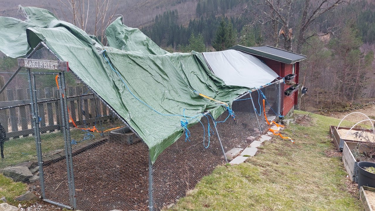 Stormskader på Hønsegården