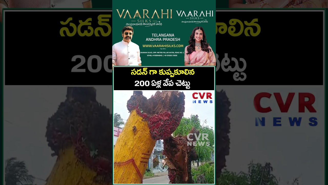 సడన్ గా కుప్పకూలిన 200 ఏళ్ల వేప చెట్టు | Viral Video | CVR News