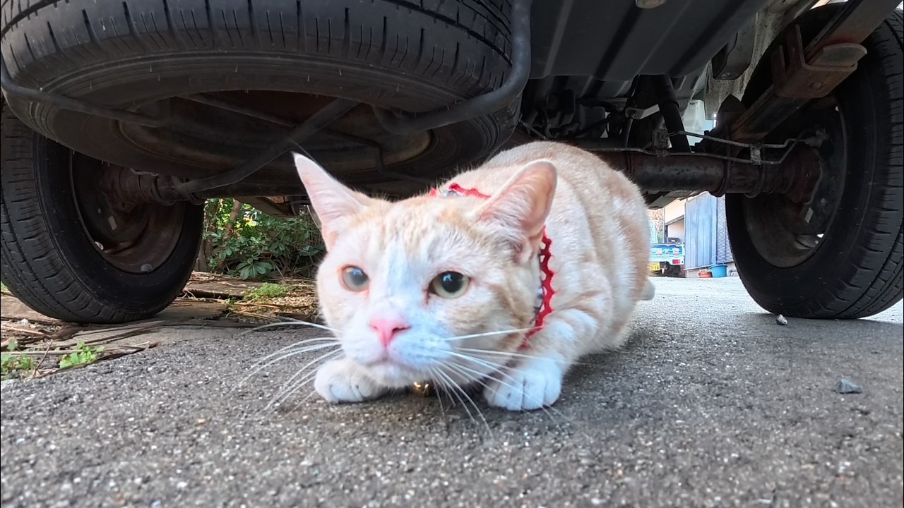 【今週の感動猫動画 2026/2/4w】今週撮った未公開猫動画まとめて公開-unreleased video of this week