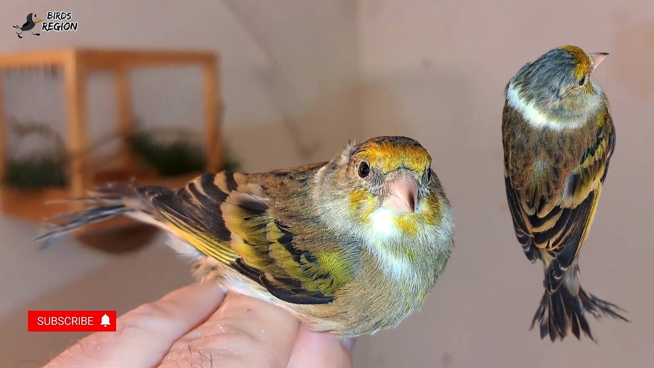 Гибриды - ЩЕГОЛ - Канарейка, обзор гибридов птиц. Смотрим птиц.