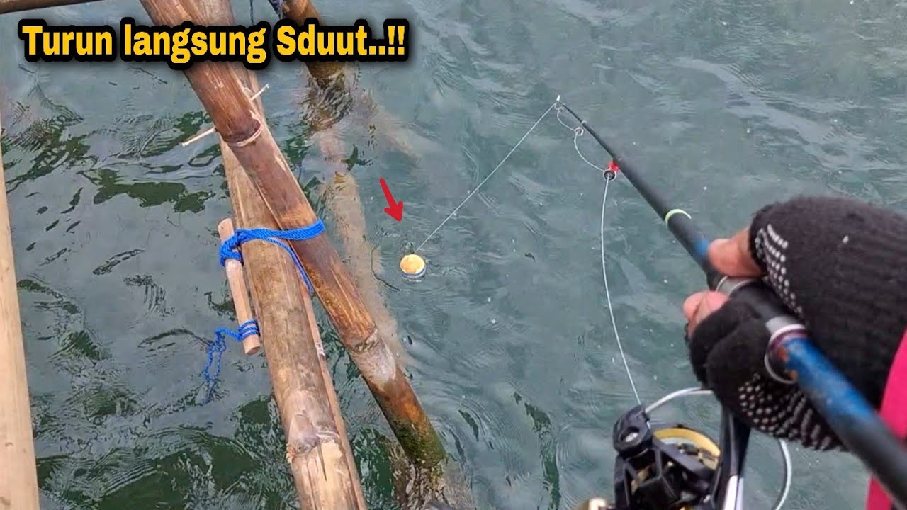 Asli jabrig Bangwet..!!baru juga turun umpan langsung dikenyot || pulau cangkir