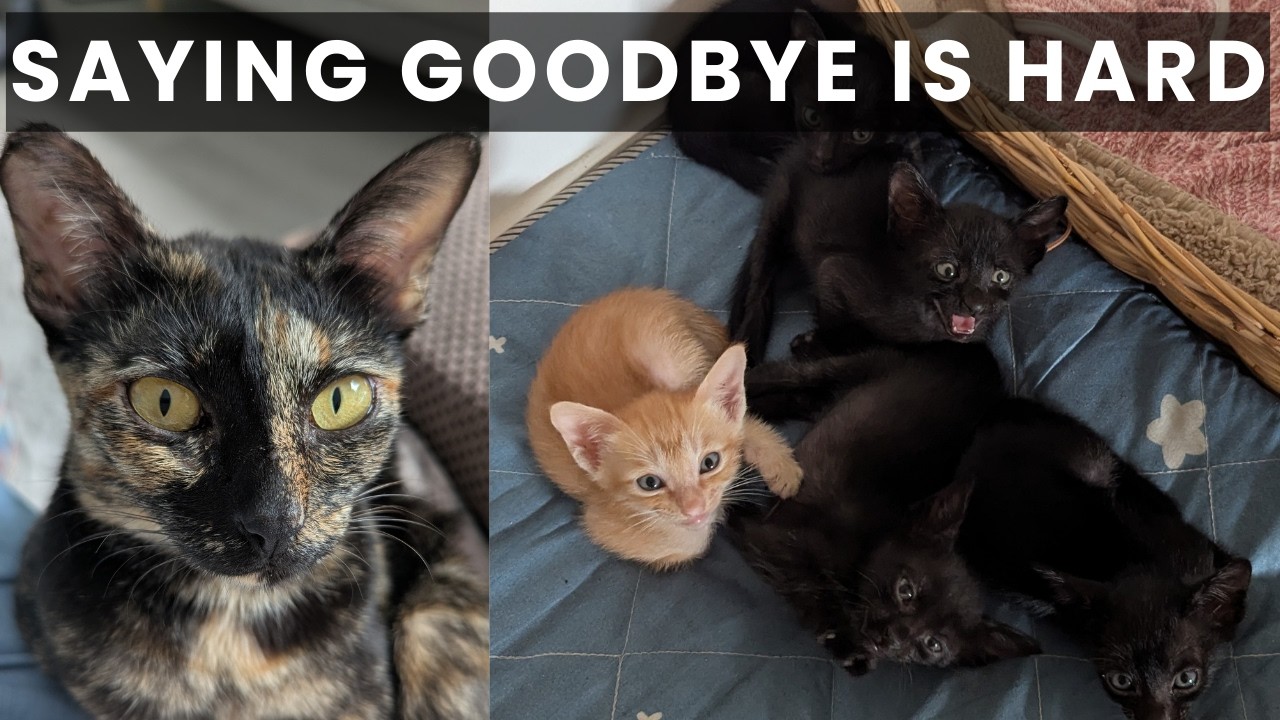 Where Did the Kittens Go? | A Rescue Success Story!