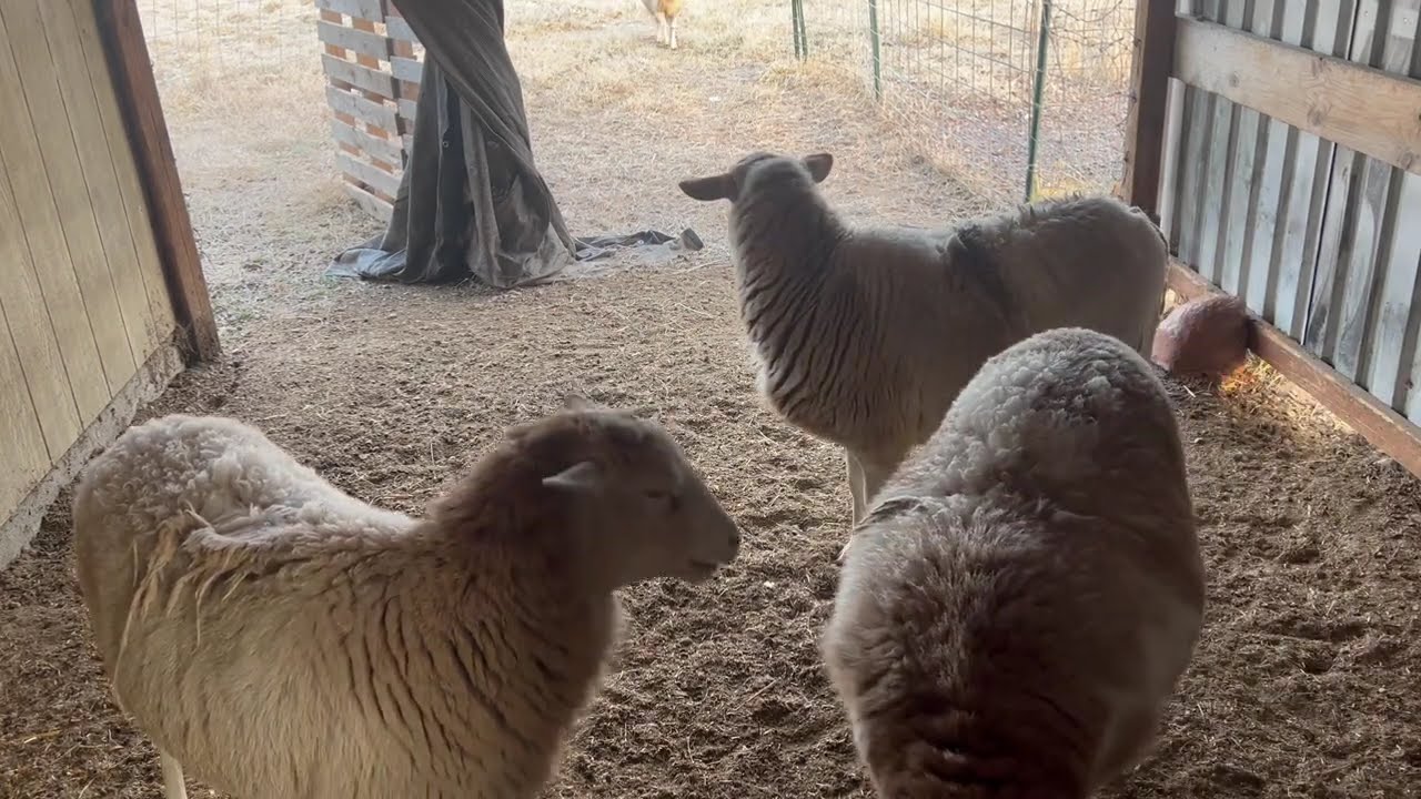 Coming in for grain
