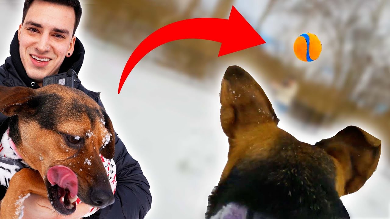 I Strapped a Camera To My Dog...