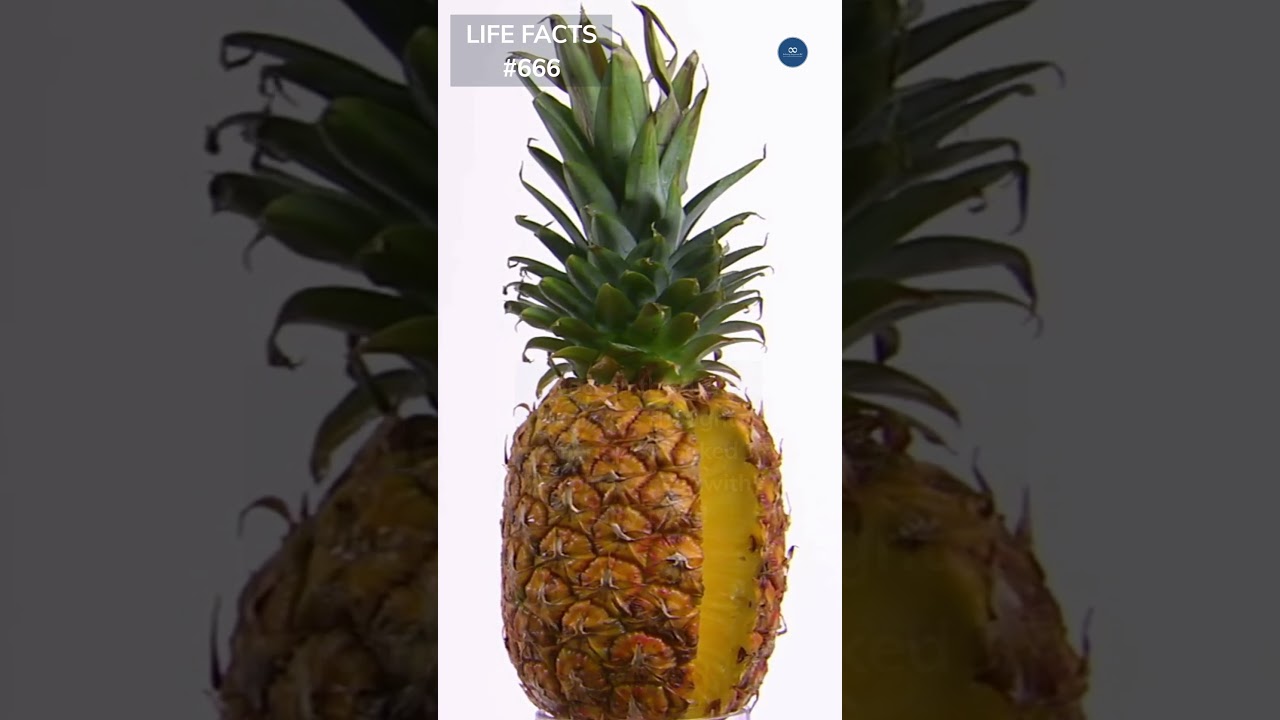 666. From Pinecone to Pineapple: The Hilarious History of This Tropical Fruit
