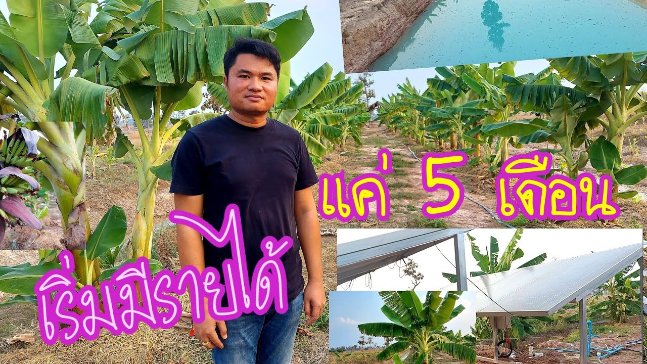 ปรับพื้นที่นาที่มีแต่หิน หันมาปลูกกล้วย ขุดสระเลี้ยงปลา ปลูกพืชผสมผสาน