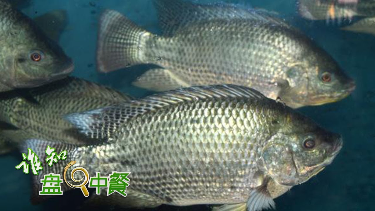 神秘饲料让罗非鱼“变身”！“脆肉”罗非鱼究竟有何养殖秘诀？ |「谁知盘中餐」20220413