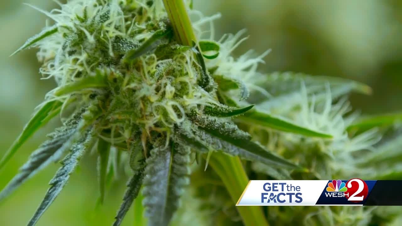 Florida Amendment 3: Can you grow your own marijuana plants?