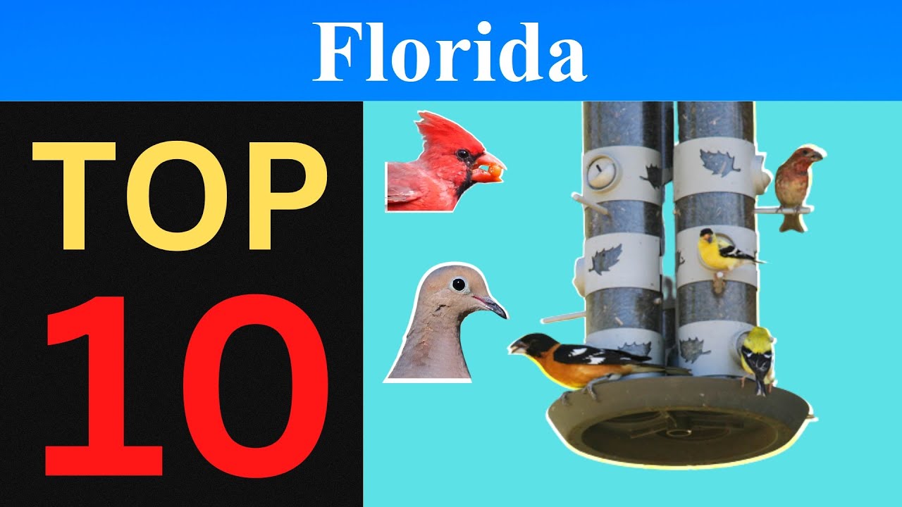 Top 10 Feeder Birds of Florida [Brief]