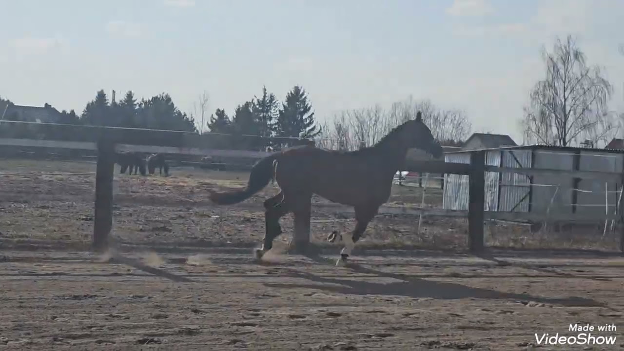 Dressuur Gelding 2022r Las Vegas x Floresco Nrw x Carpaccio 