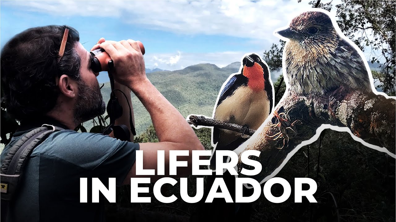 Spotting the Orange-throated Tanager in Ecuador