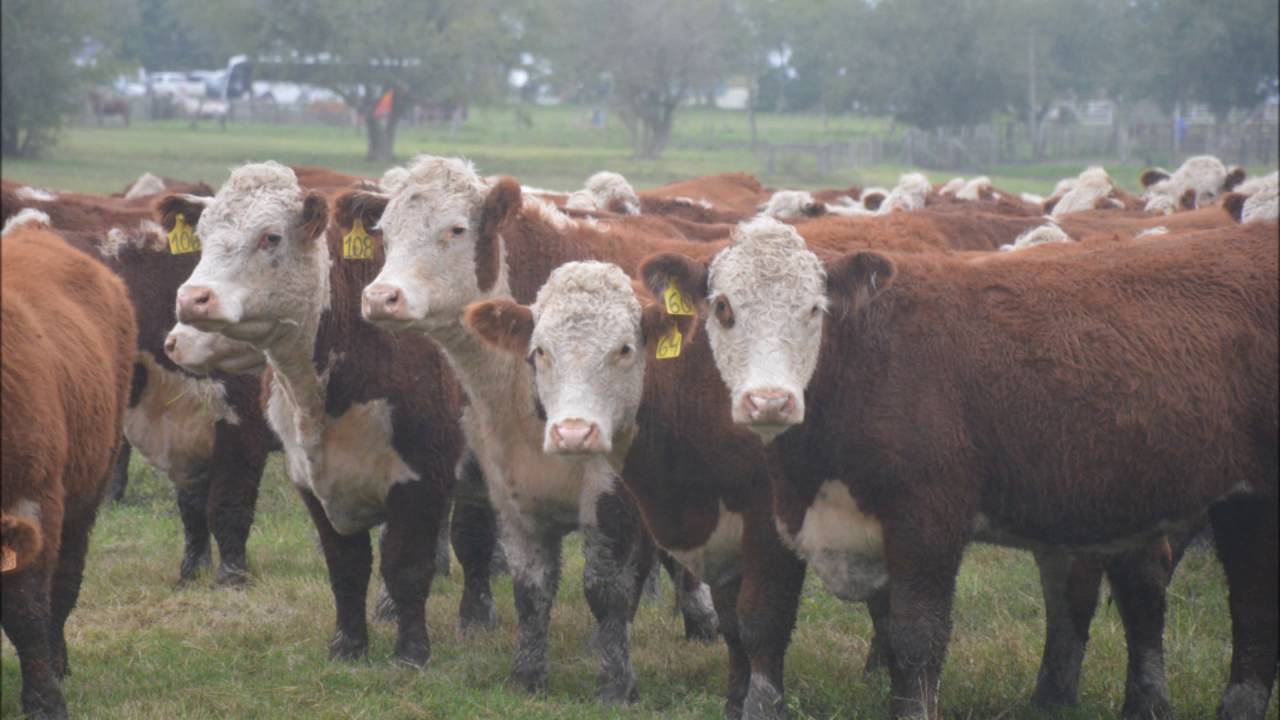WHC 2016   HEREFORD URUGUAY