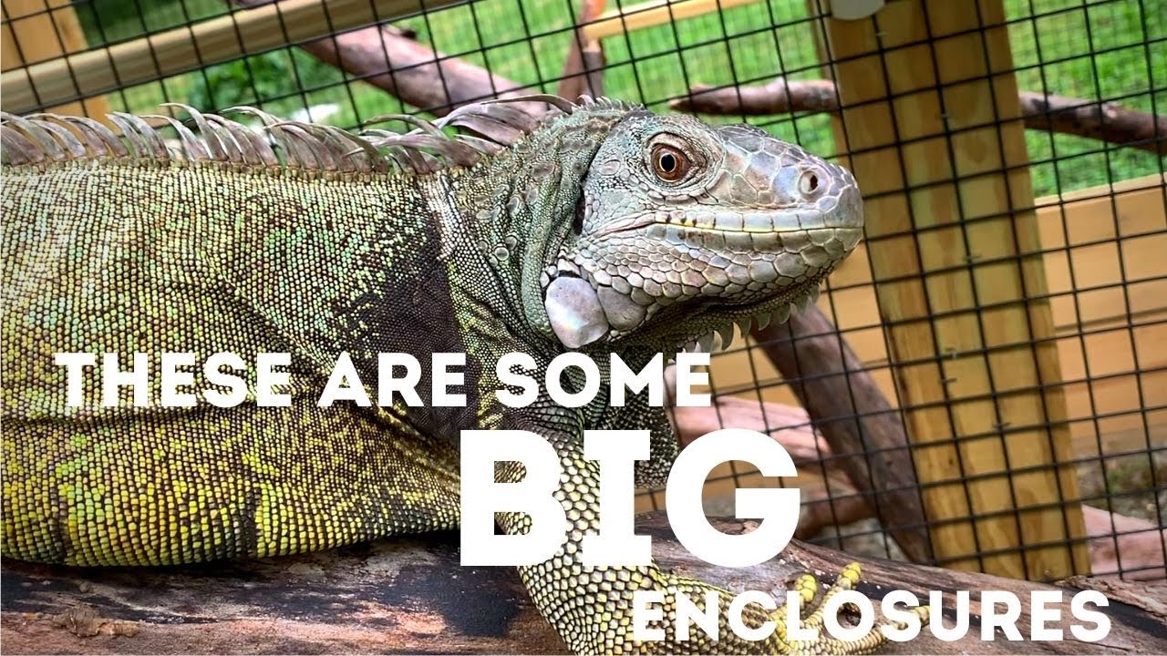 Создаю индивидуальные УЛИЧНЫЕ вольеры для моей зеленой игуаны и скальной игуаны!