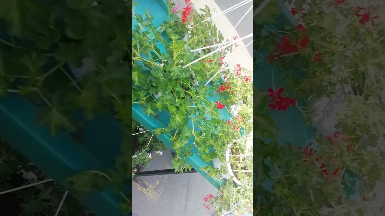 market in bjelovar croatia