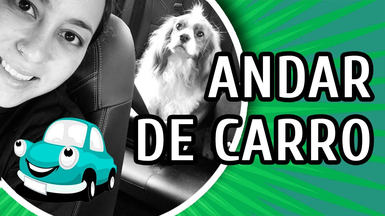 COMO VIAJAR DE CARRO COM SEU CACHORRO