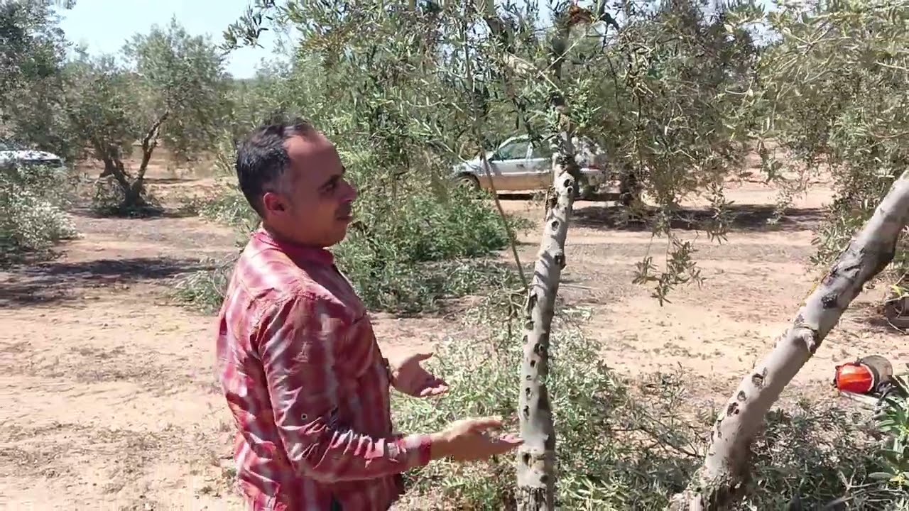 Poda de manzanilla fina de Sevilla para molino...pero al final piden entresaque como en el verdeo.