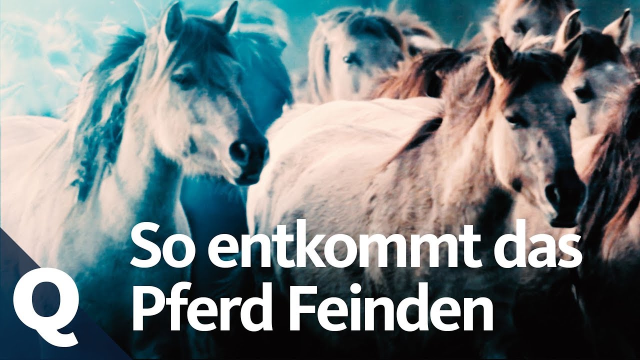 Das Pferd als Beutetier: So funktioniert sein Alarmsystem | Quarks