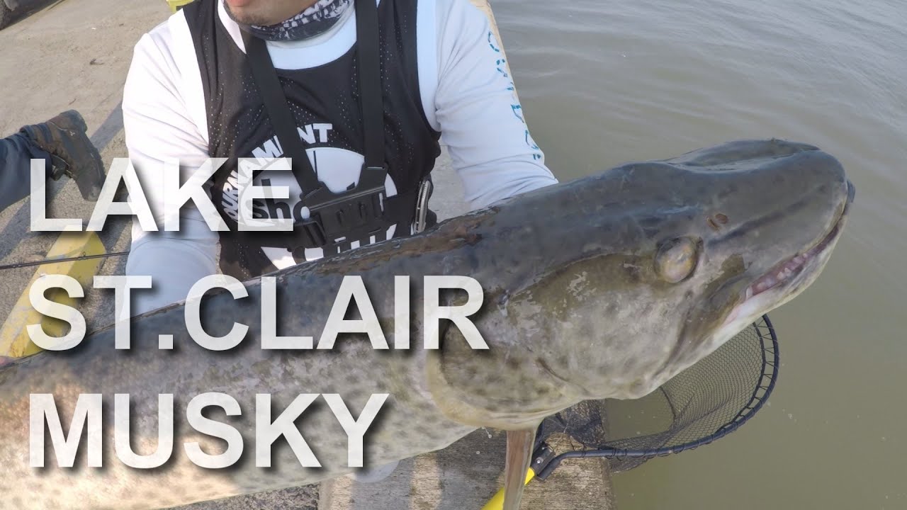 AGGRESSIVE FALL SHORE MUSKY BITE with SHORE COOK - LAKE ST.CLAIR FISHING