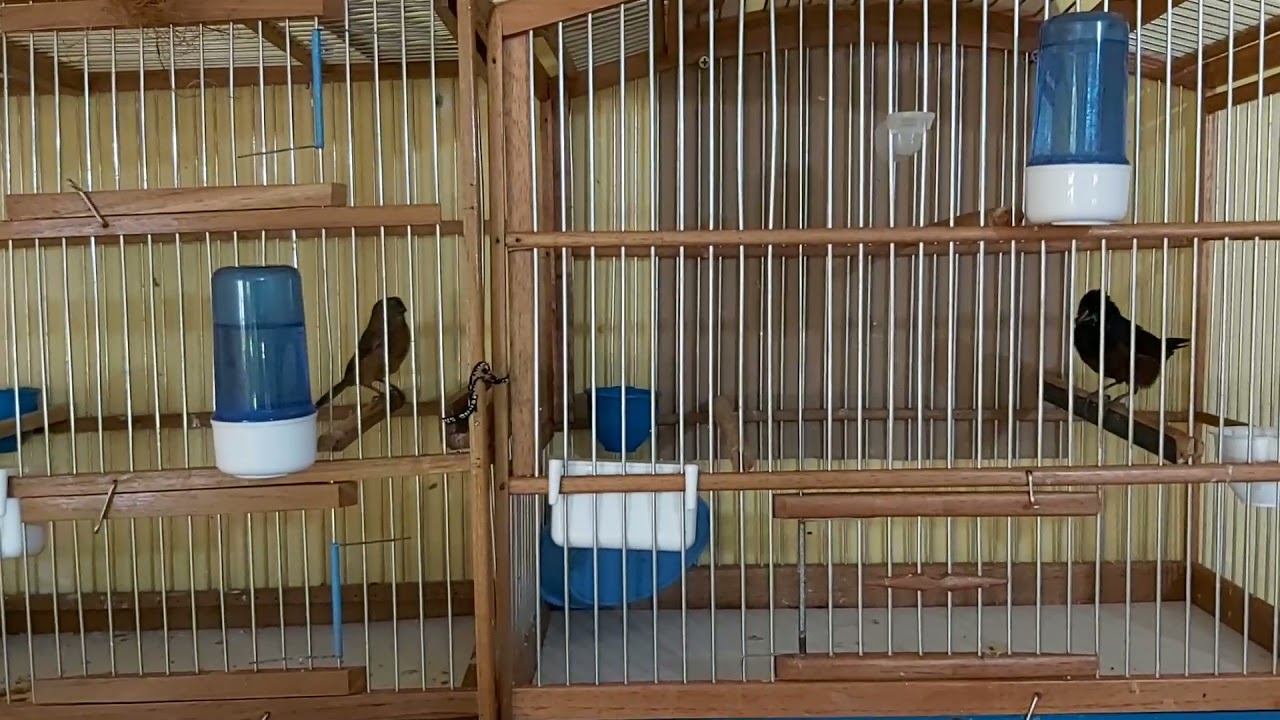 #bullfinch #curio #breeding 20.11.21
